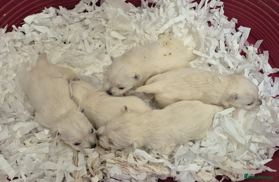 West Highland Terrier dogs for sale: West Highland Puppies - Advert 3