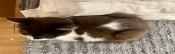 Mixed Breed cats for sale: Maine Coon Part Breds - Advert 8