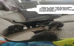 Bombay cats for sale: 4 adorable kittens for sale mixed breed litter ⁠♡ - Image 7
