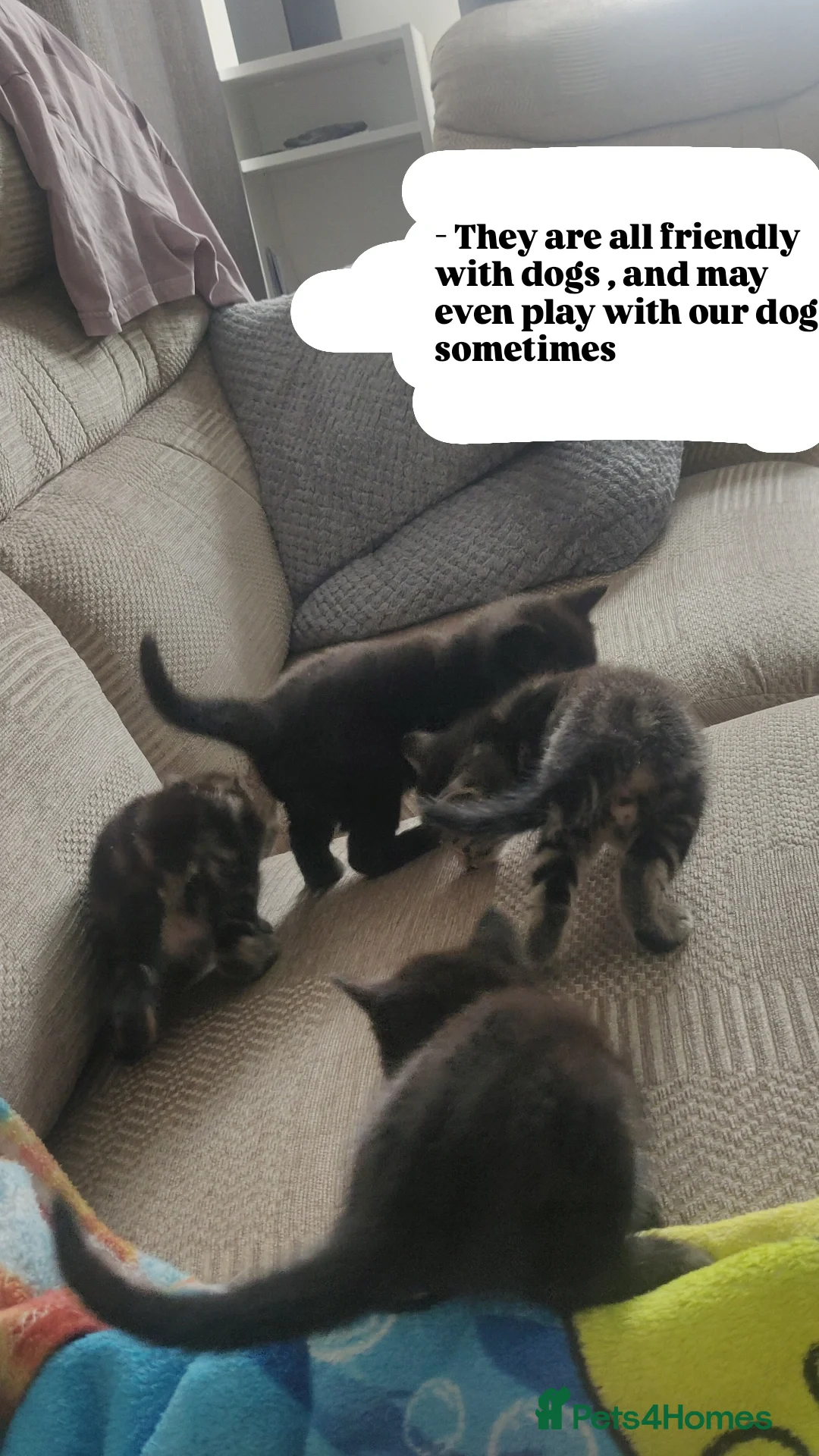 Bombay cats for sale: 4 adorable kittens for sale mixed breed litter ⁠♡ - Image 7
