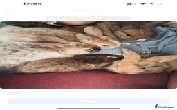 Mini Lop rabbits for sale: Mini Lops & Mini Lion Lops. Separate litters - Image 37
