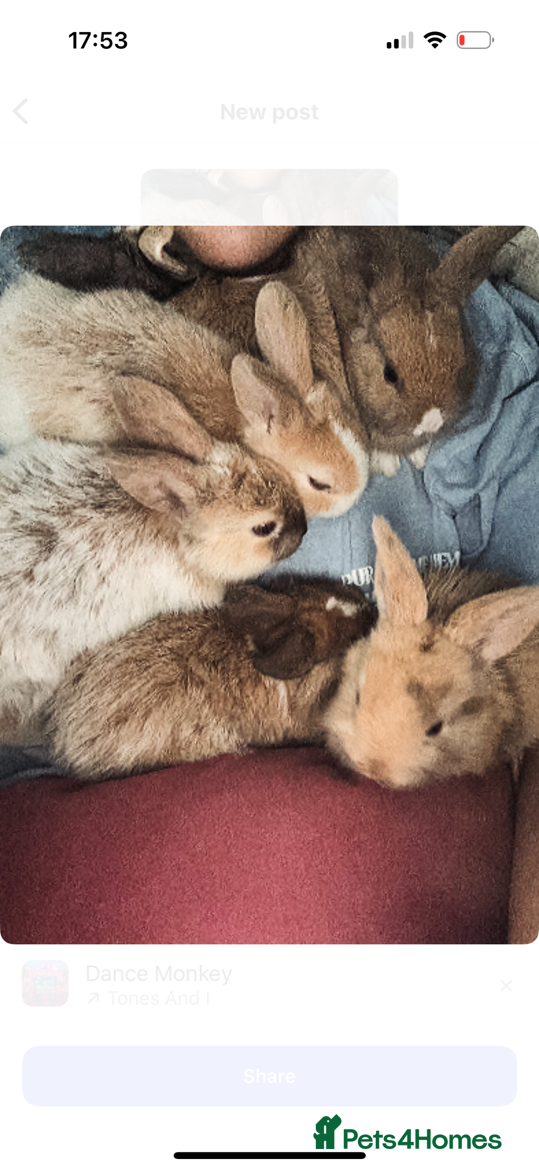 Mini Lop rabbits for sale: Mini Lops & Mini Lion Lops. Separate litters - Image 37