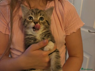 Mixed Breed cats - Advert 34