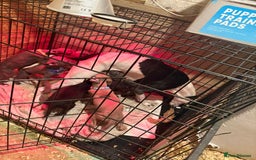 Whippet dogs for sale: Whippets for sale - Image 10