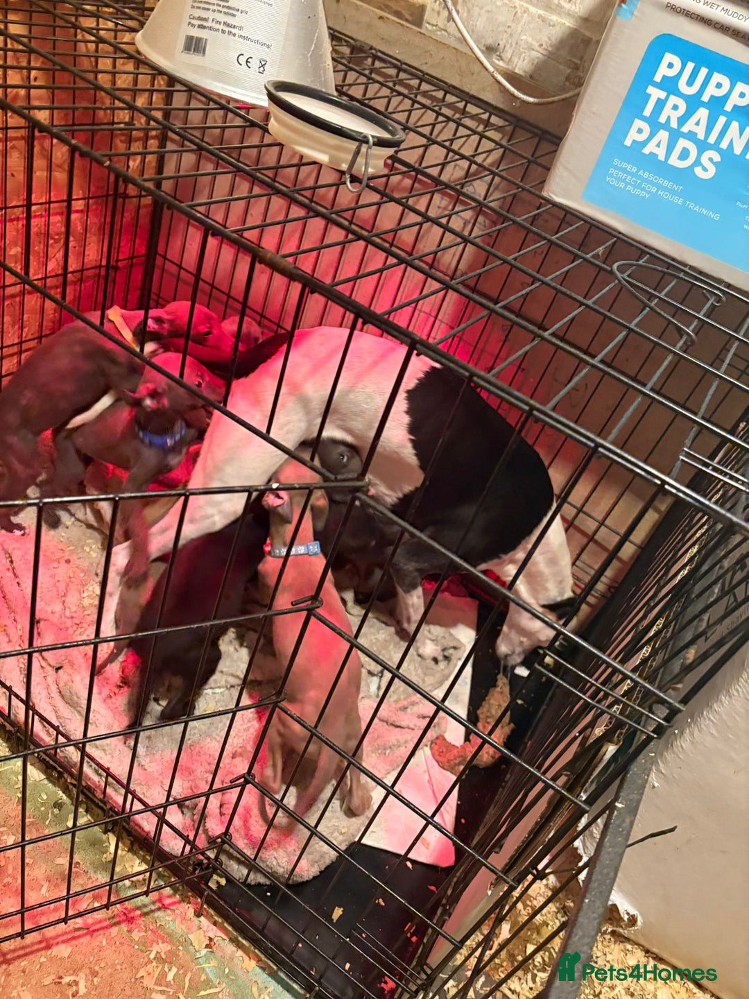 Whippet dogs for sale: Whippets for sale - Image 10