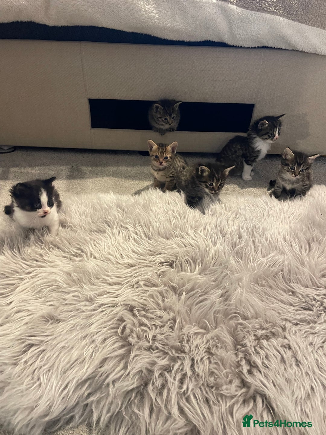 Savannah cats for sale: F7 Savannah cats  - Image 11