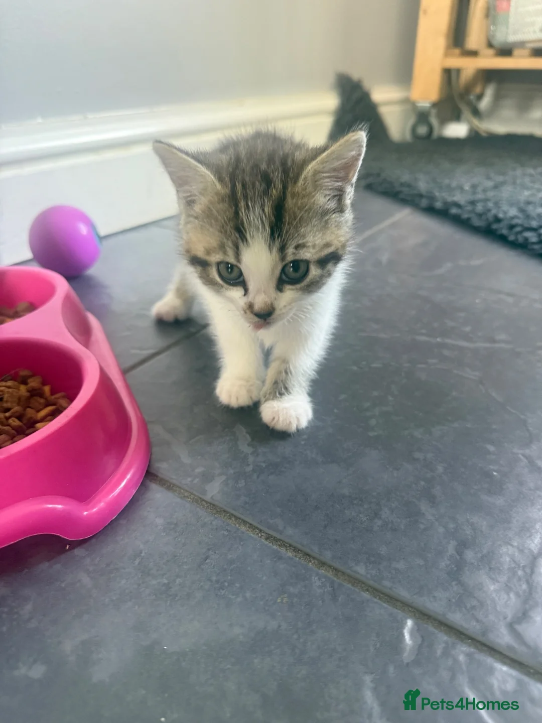 Mixed Breed cats for sale: Tabby Kittens  - Advert 2