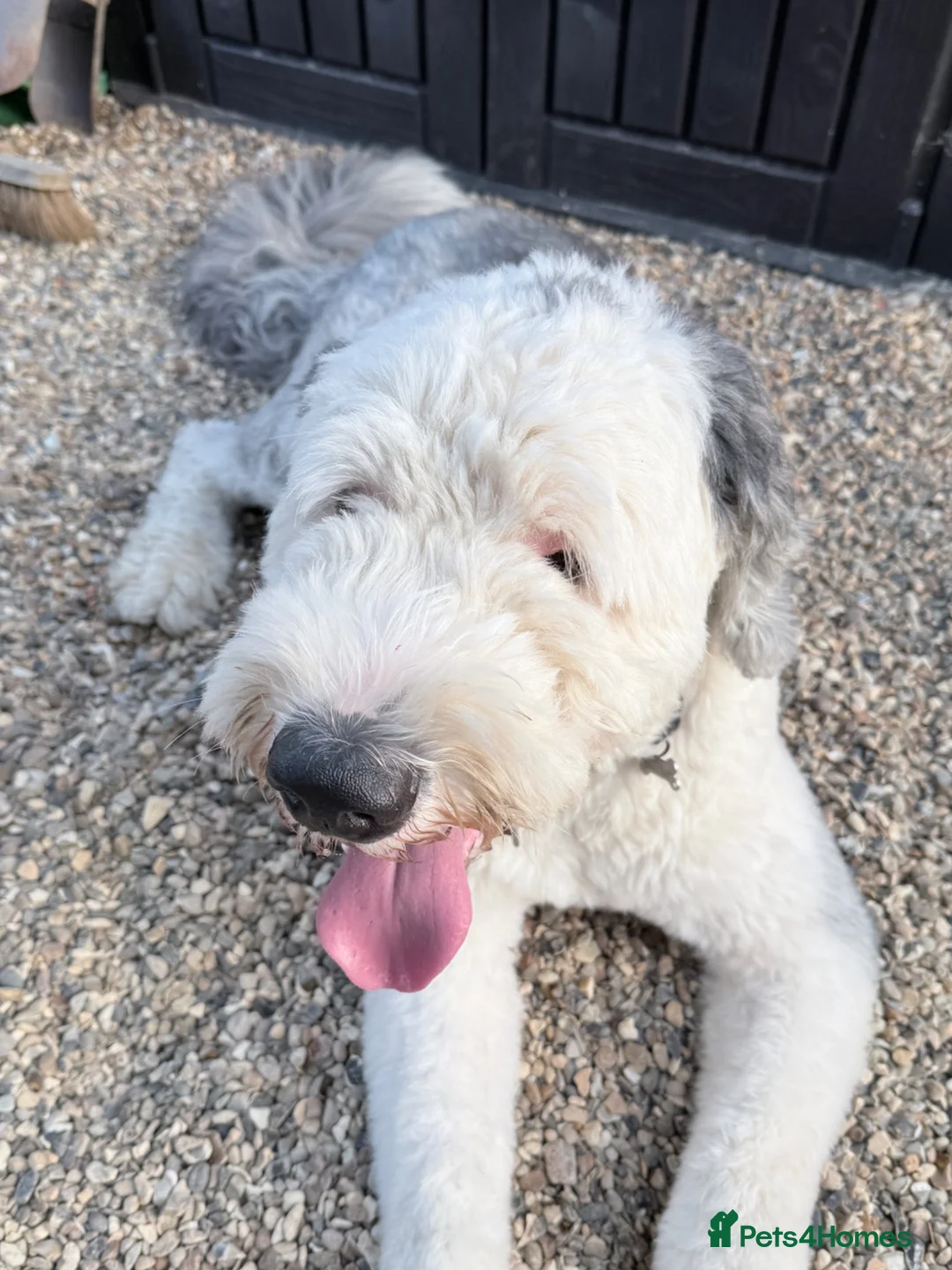 Old English Sheepdog dogs for stud: Old English Sheepdog for Stud KC Registered  - Advert 2