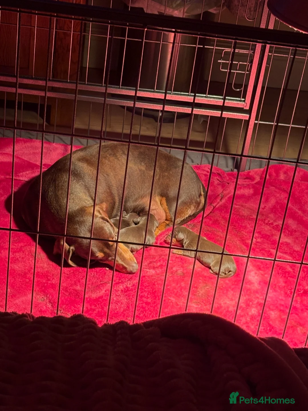 Miniature Dachshund dogs for sale: True miniature dachshund puppies  - Advert 2