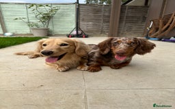 Miniature Dachshund dogs for sale: Bo & Evie mini dachshunds  - Image 7