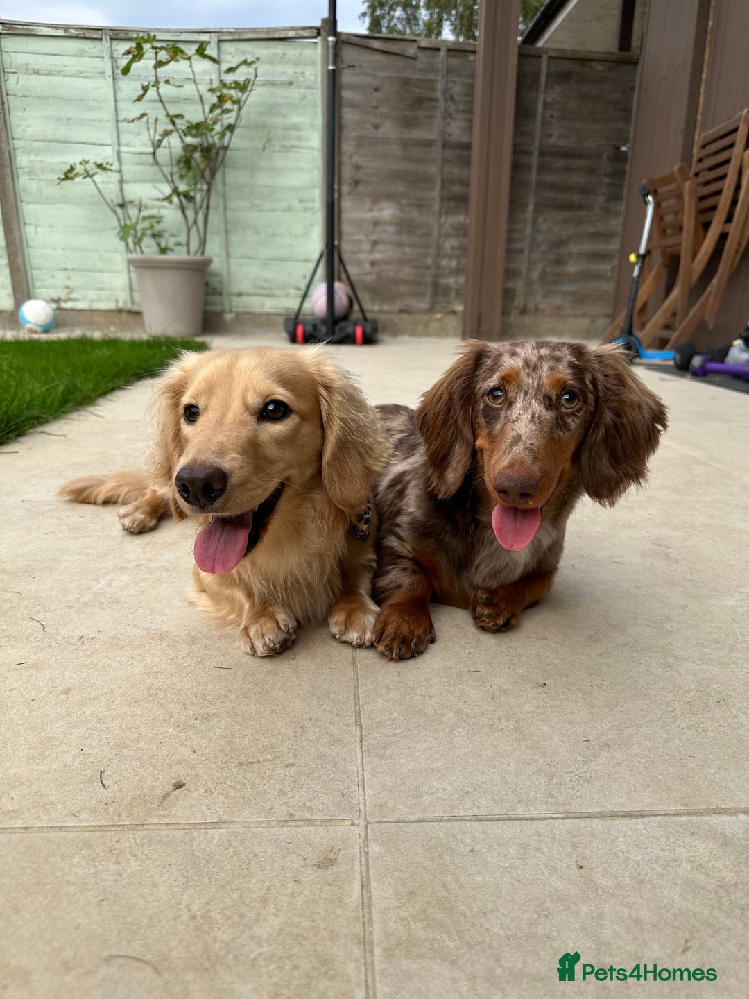 Miniature Dachshund dogs for sale: Bo & Evie mini dachshunds  - Image 7