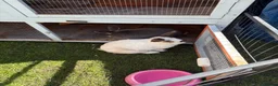 Mixed Breed rabbits for sale: Bonded Pair Of Rabbits  in Leek - Advert 2