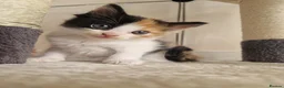 Mixed Breed cats for sale: Kittens looking for a home  - Advert 4