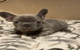 French Bulldog dogs for sale: French bulldog puppy’s  - Image 2