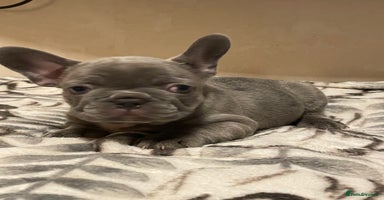 French Bulldog dogs - Advert 4