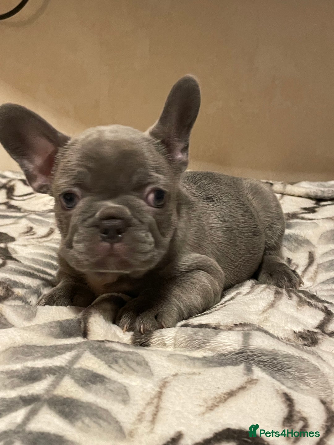 French Bulldog dogs for sale: French bulldog puppy’s  - Image 2