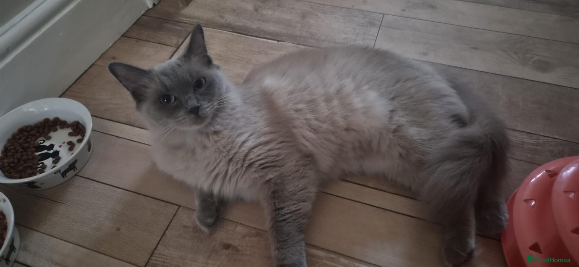 Ragdoll cats Blue-point Ragdoll  - Advert 13