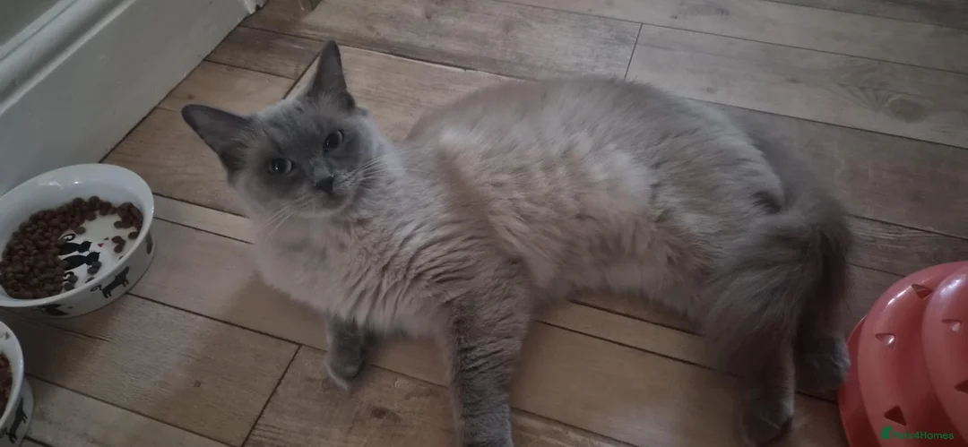 Ragdoll cats for sale: Blue-point Ragdoll  - Advert 1