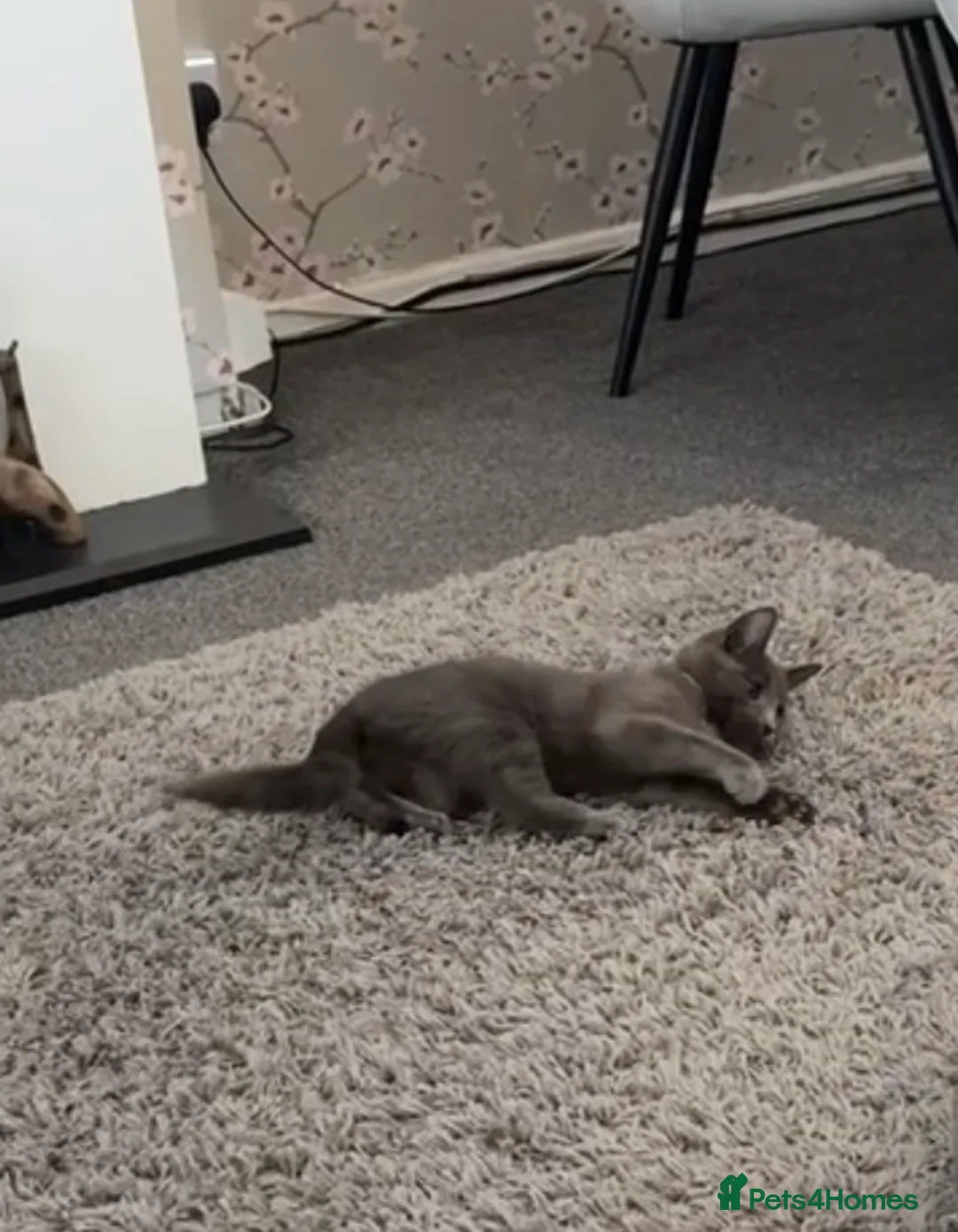 Mixed Breed cats for sale: Grey Domestic Little Girl - Roughly 6 Months Old!  - Advert 2