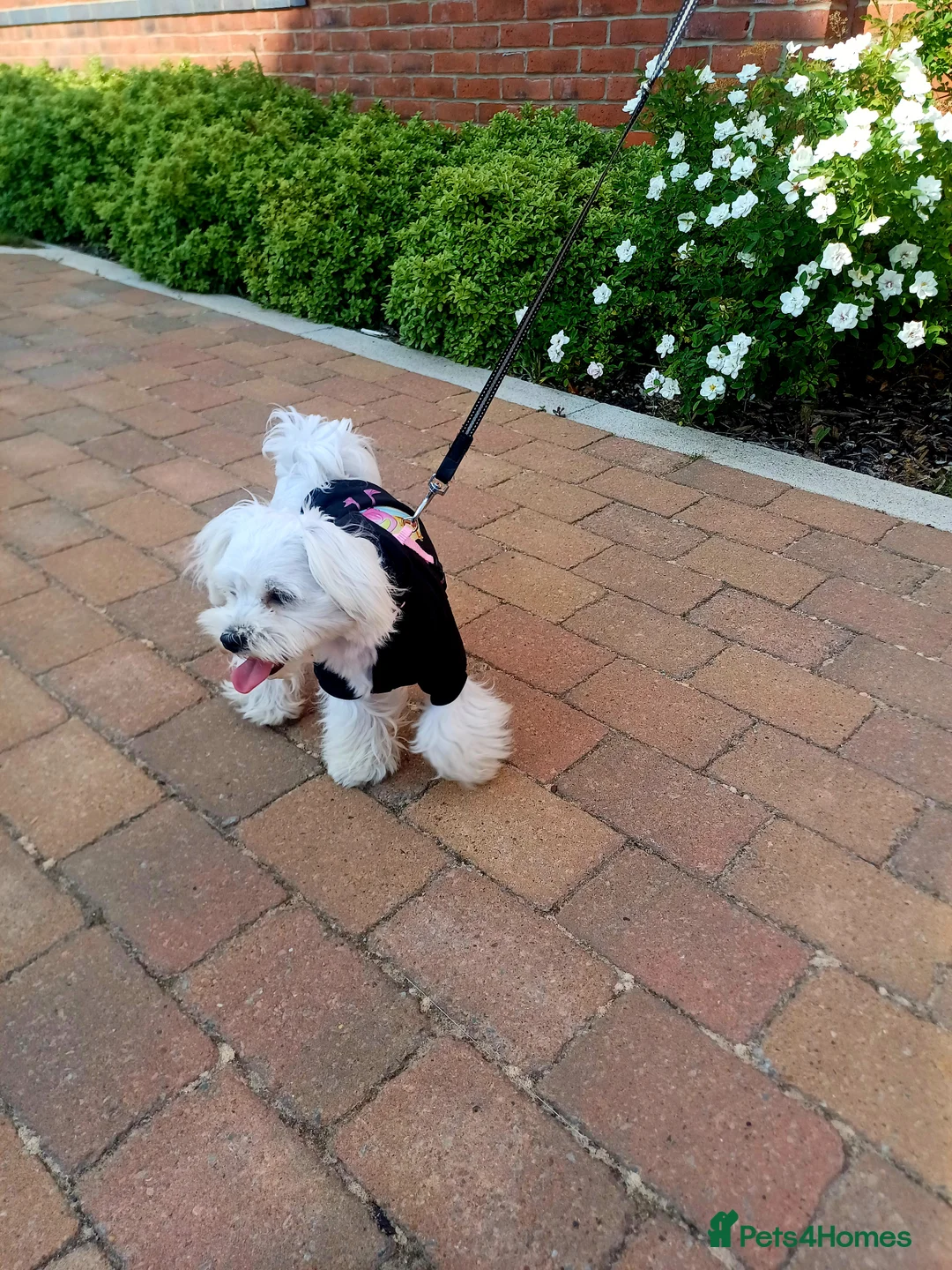 Maltese dogs for stud: New Adroble boy only for stud whit baby face :) - Advert 9