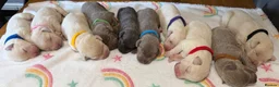 Labrador Retriever dogs for sale: Stunning Silver Charcoal Champagne Labrador pups - Advert 1