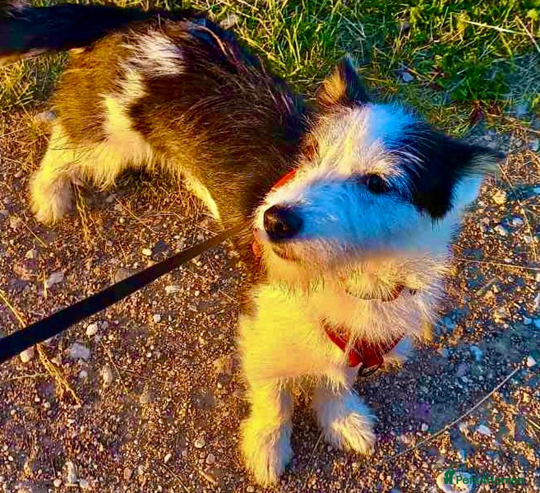 Norwich Terrier dogs for adoption: Alma's Story: The Roadside Miracle - Image 2