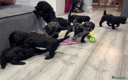 Labradoodle dogs for sale: F1bb labradoodle puppies black curly coat 🧬 clear - Image 28