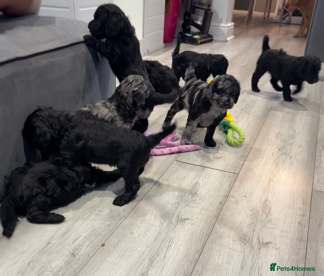 Labradoodle dogs for sale: F1bb labradoodle puppies black curly coat 🧬 clear - Image 28