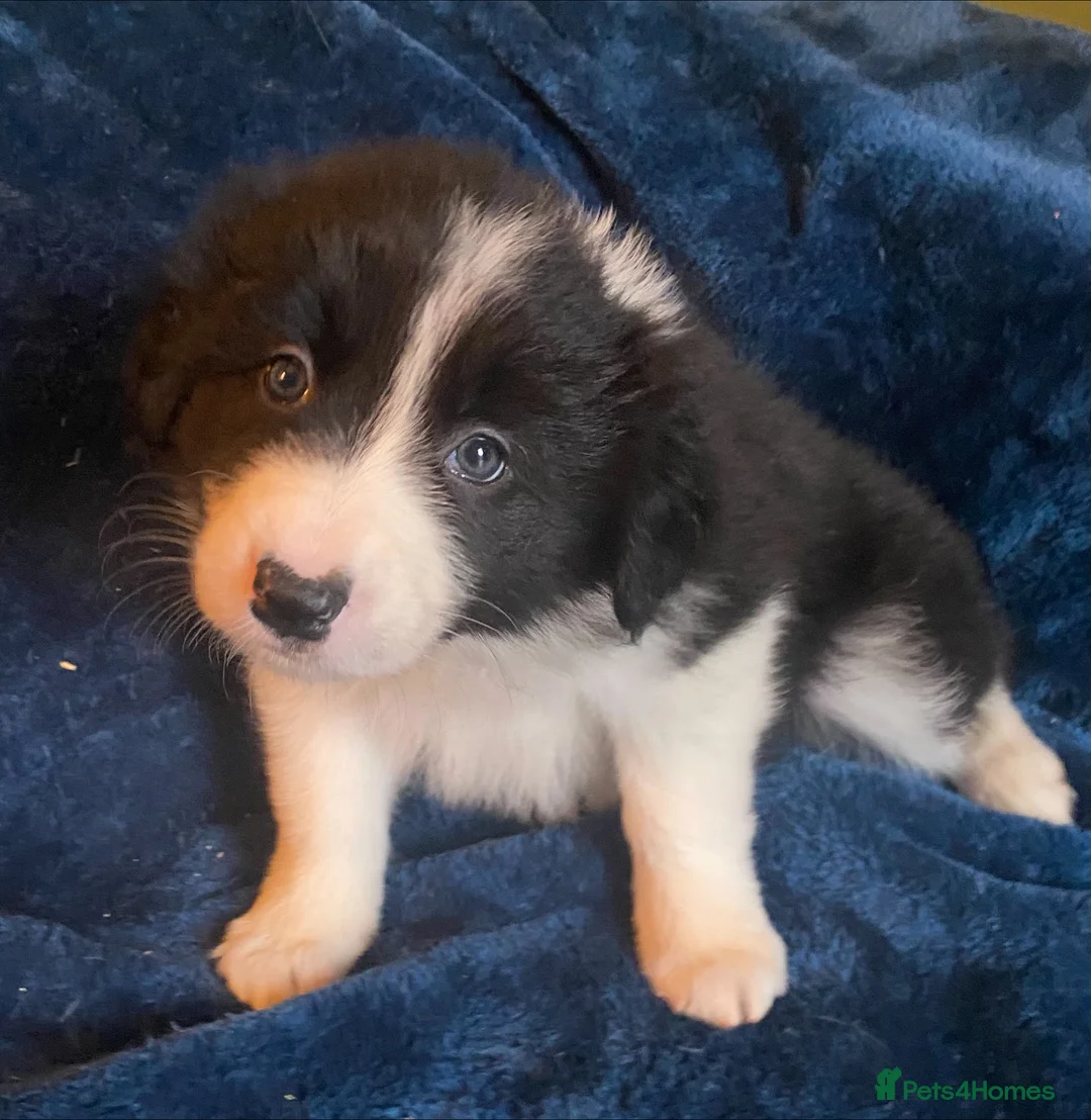 Border Collie dogs for sale: Classic Long Coated Border Collie Pups - Advert 3