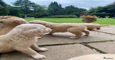 Golden Retriever dogs - Advert 11