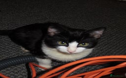 Mixed Breed cats for sale: Two kitten for sale - Image 3