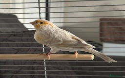 Canaries birds for sale: Adorable Omelette Male Canary - Image 2