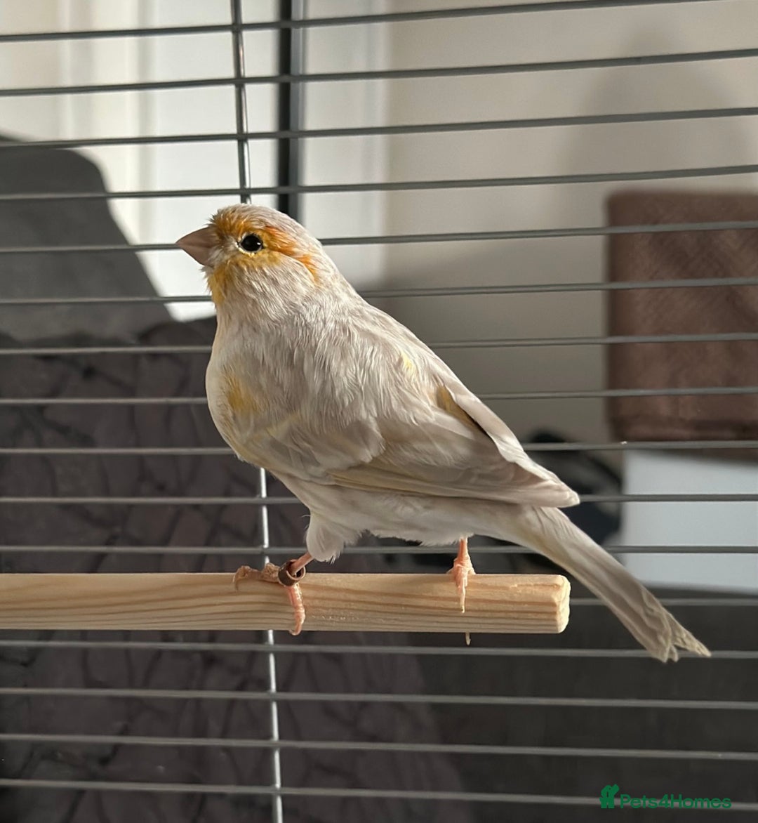 Canaries birds for sale: Adorable Omelette Male Canary - Image 2