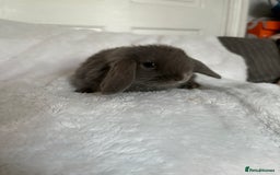 Mini Lop rabbits for sale: Beautiful little mini lop baby bunny rabbits  - Advert 13