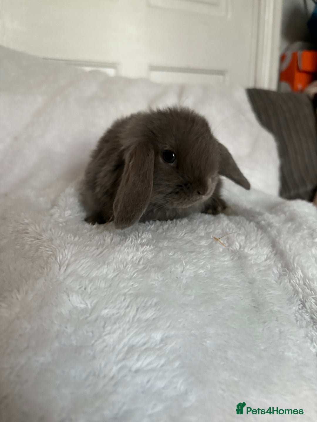 Mini Lop rabbits for sale: Beautiful little mini lop baby bunny rabbits  - Advert 13