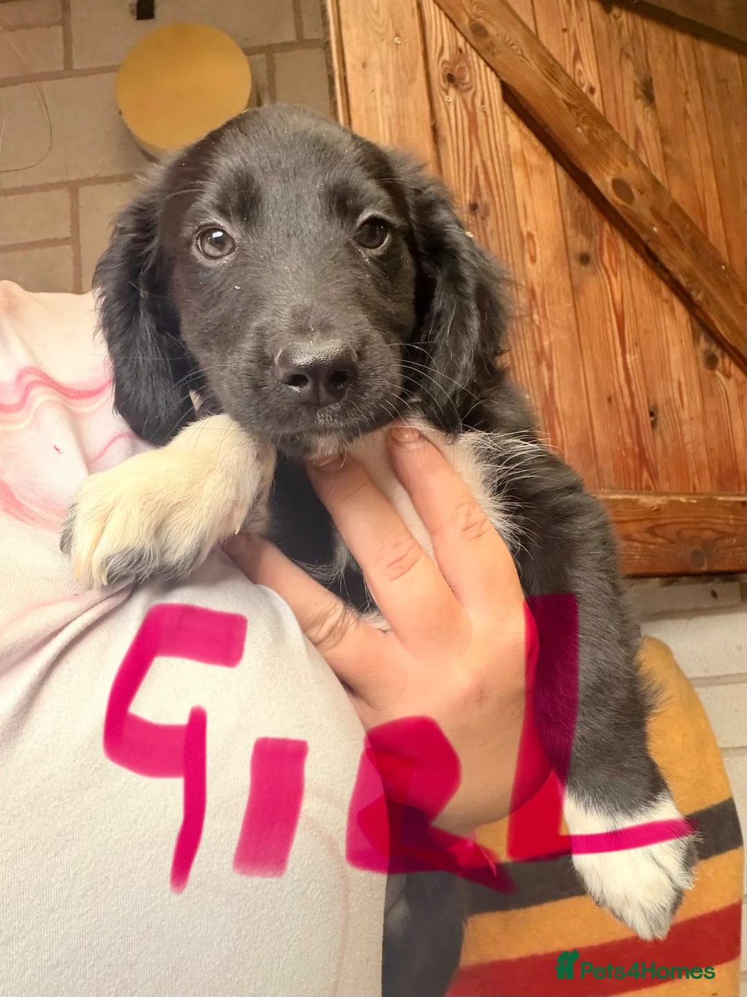 Sprocker dogs for sale: Sprocker pups available  - Advert 12