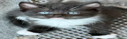 Siberian cats for sale: Pedigree Siberian Kittens in Droitwich - Advert 3