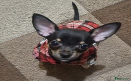 Chihuahua dogs for sale: Pheobe is looking for a 5 star forever home  - Advert 2