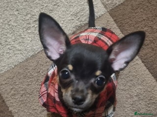 Chihuahua dogs Phoebe is looking for a 5 star forever home - Advert 1