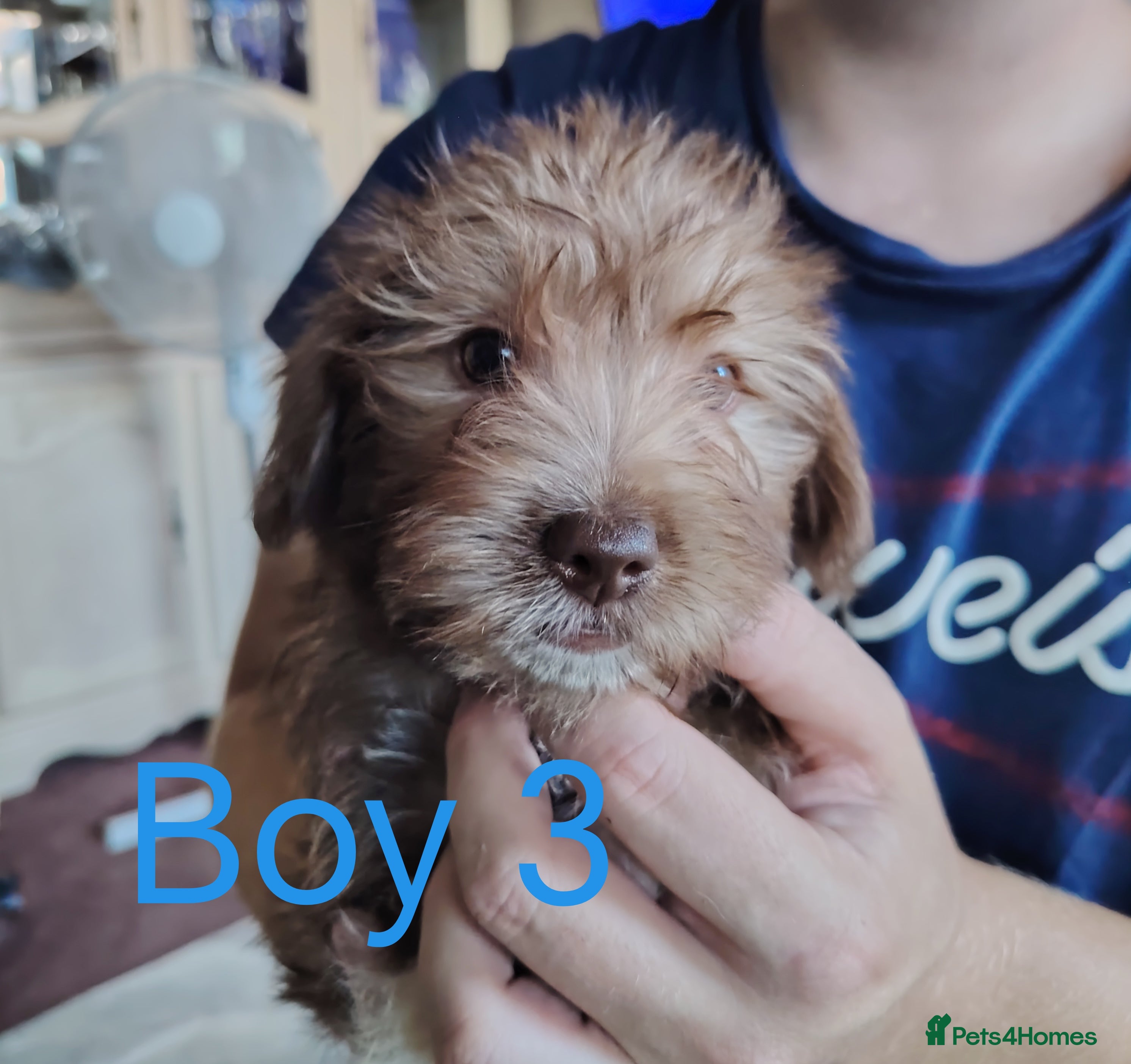 Norfolk Terrier dogs Norfolk Terrier Puppies  - Advert 3