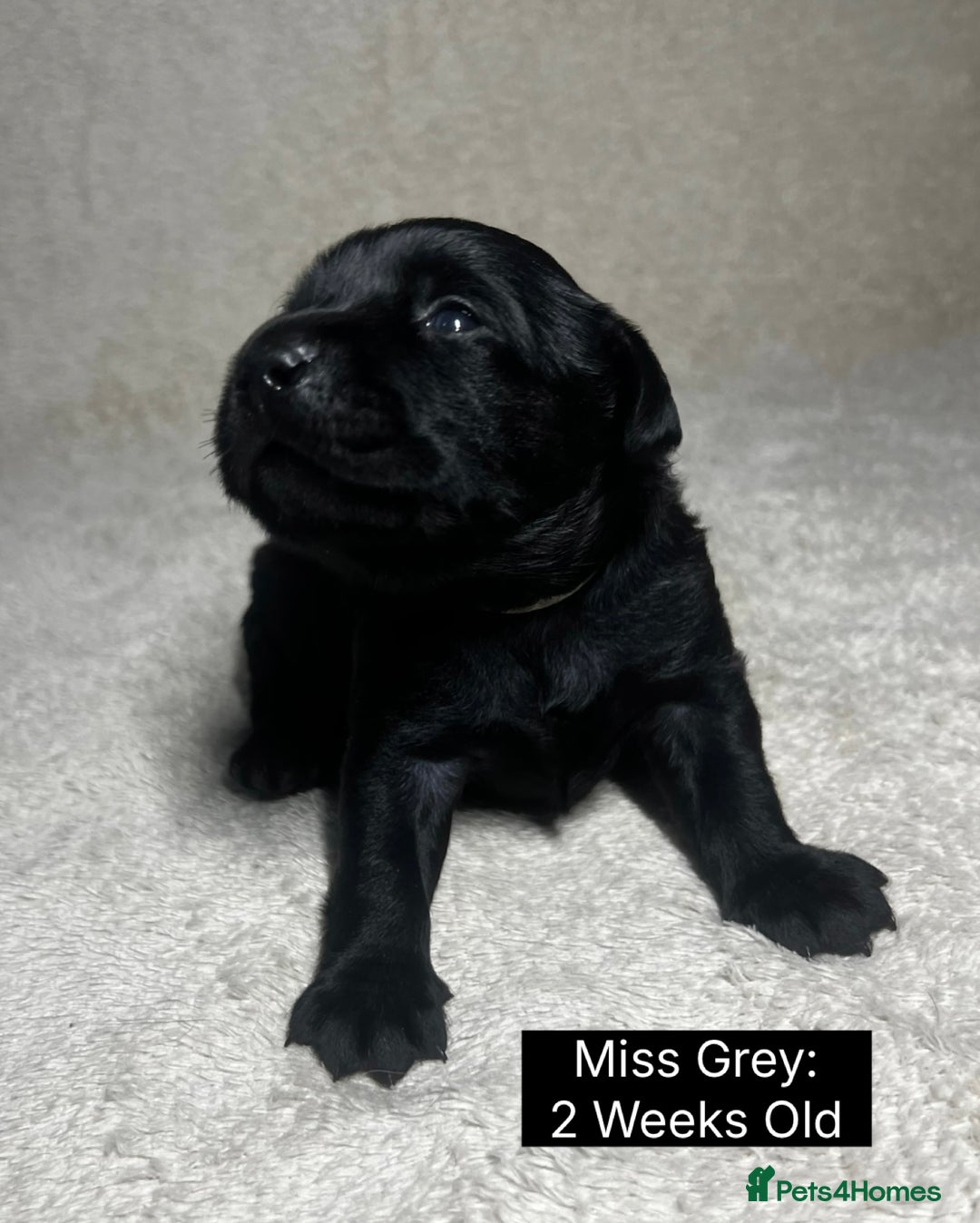 Labrador Retriever dogs for sale: 🖤🤎Superb, Kc Reg, Health Tested, Lab Pups🤎🖤 - Advert 19