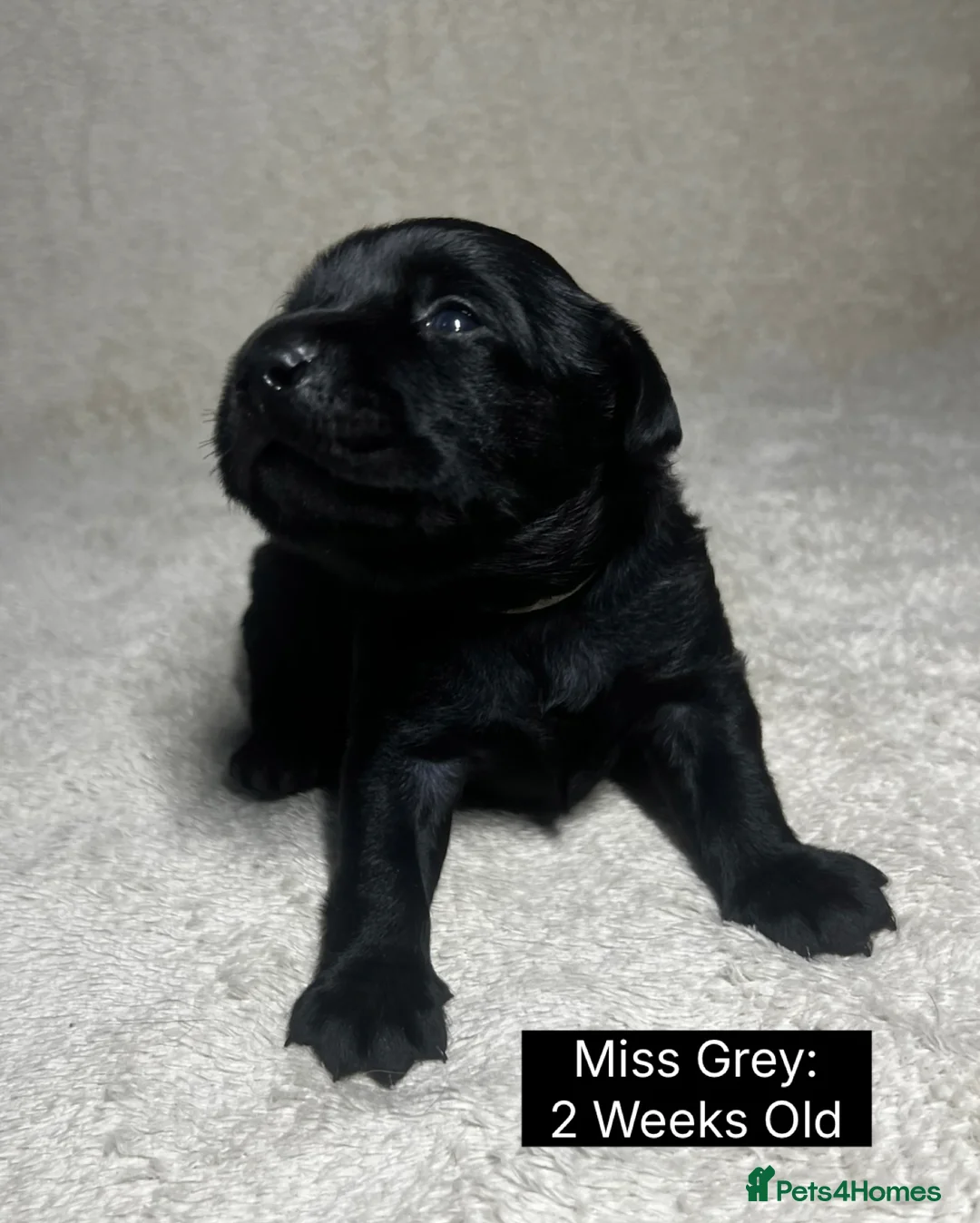 Labrador Retriever dogs for sale: 🖤🤎Superb, Kc Reg, Health Tested, Lab Pups🤎🖤 - Advert 20