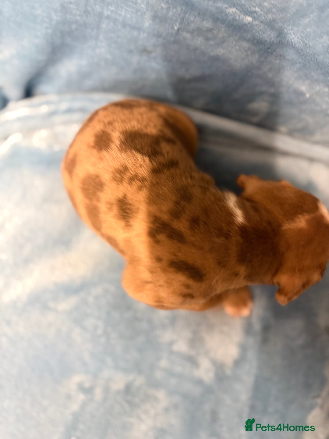 Mixed Breed dogs for sale: Cane Corso mixed  - Advert 18