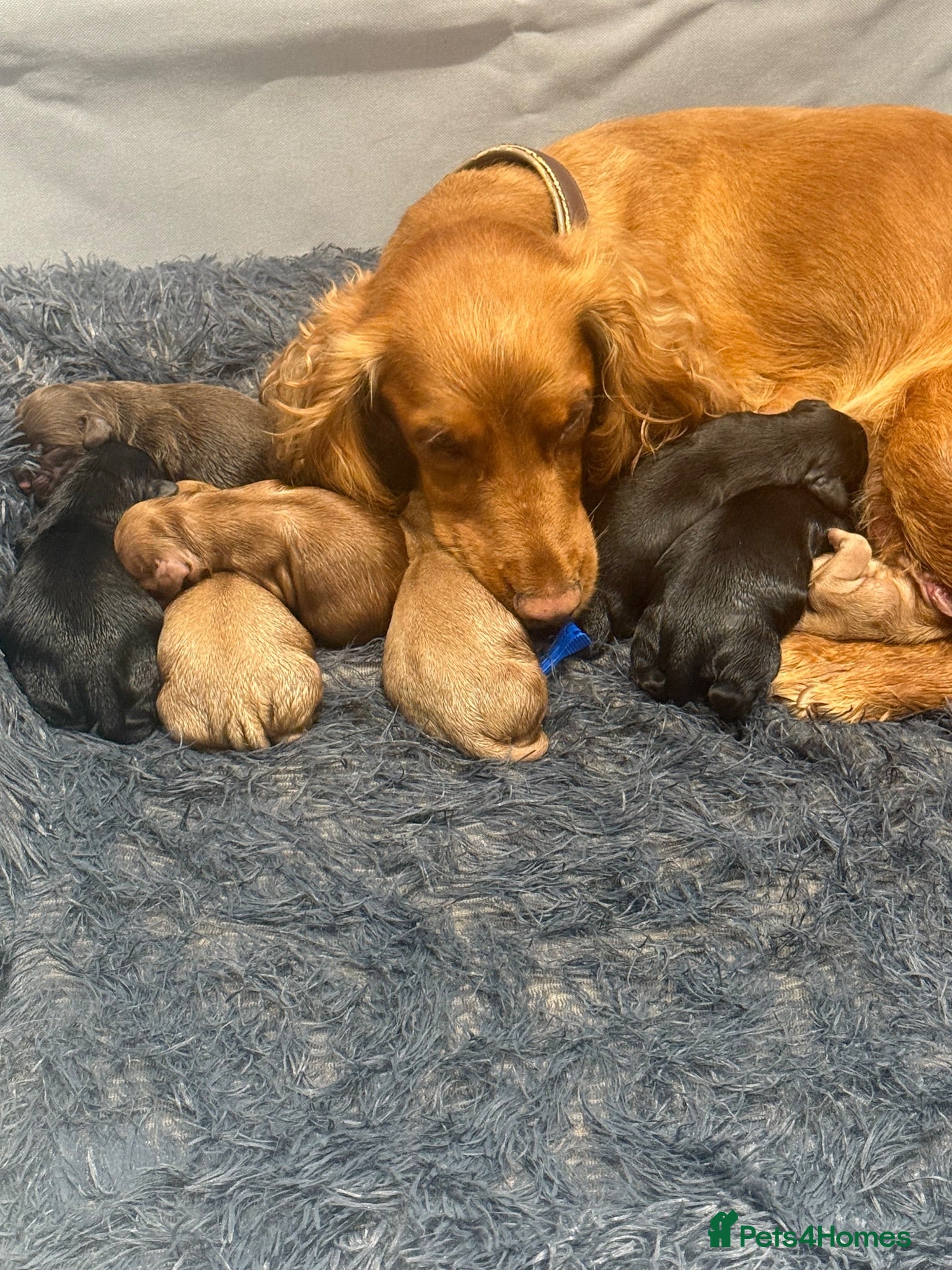 Cocker Spaniel dogs KC REG WORKING COCKER SPANIELS  - Advert 1