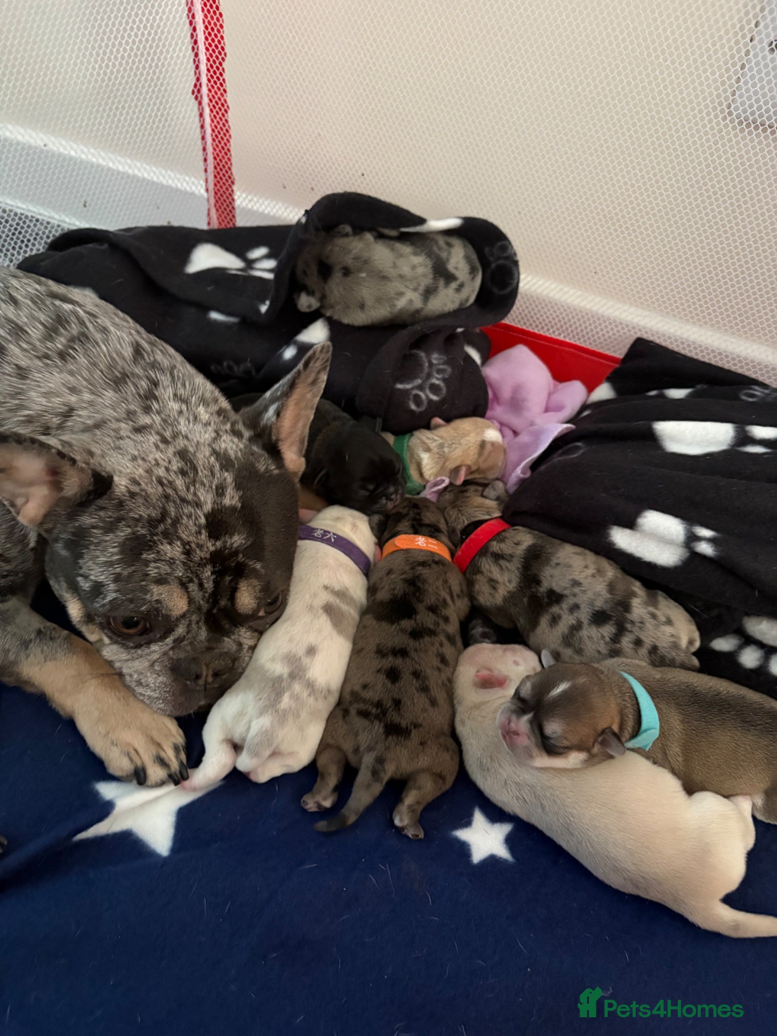 Frug dogs Frug puppies - Advert 3