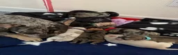 Frug dogs for sale: 🐶 Beautiful Frug puppies 🐶  - Advert 6