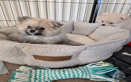 Pomeranian dogs for sale: Miniature Pomeranian Puppies For Sale  - Advert 14