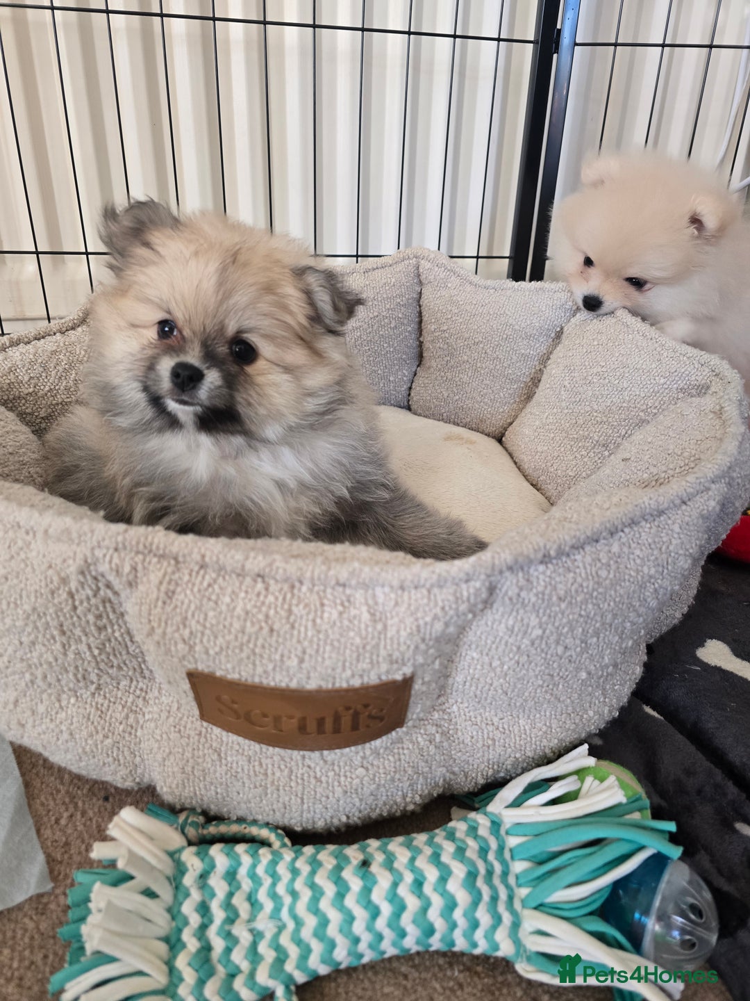 Pomeranian dogs for sale: Miniature Pomeranian Puppies For Sale  - Advert 14