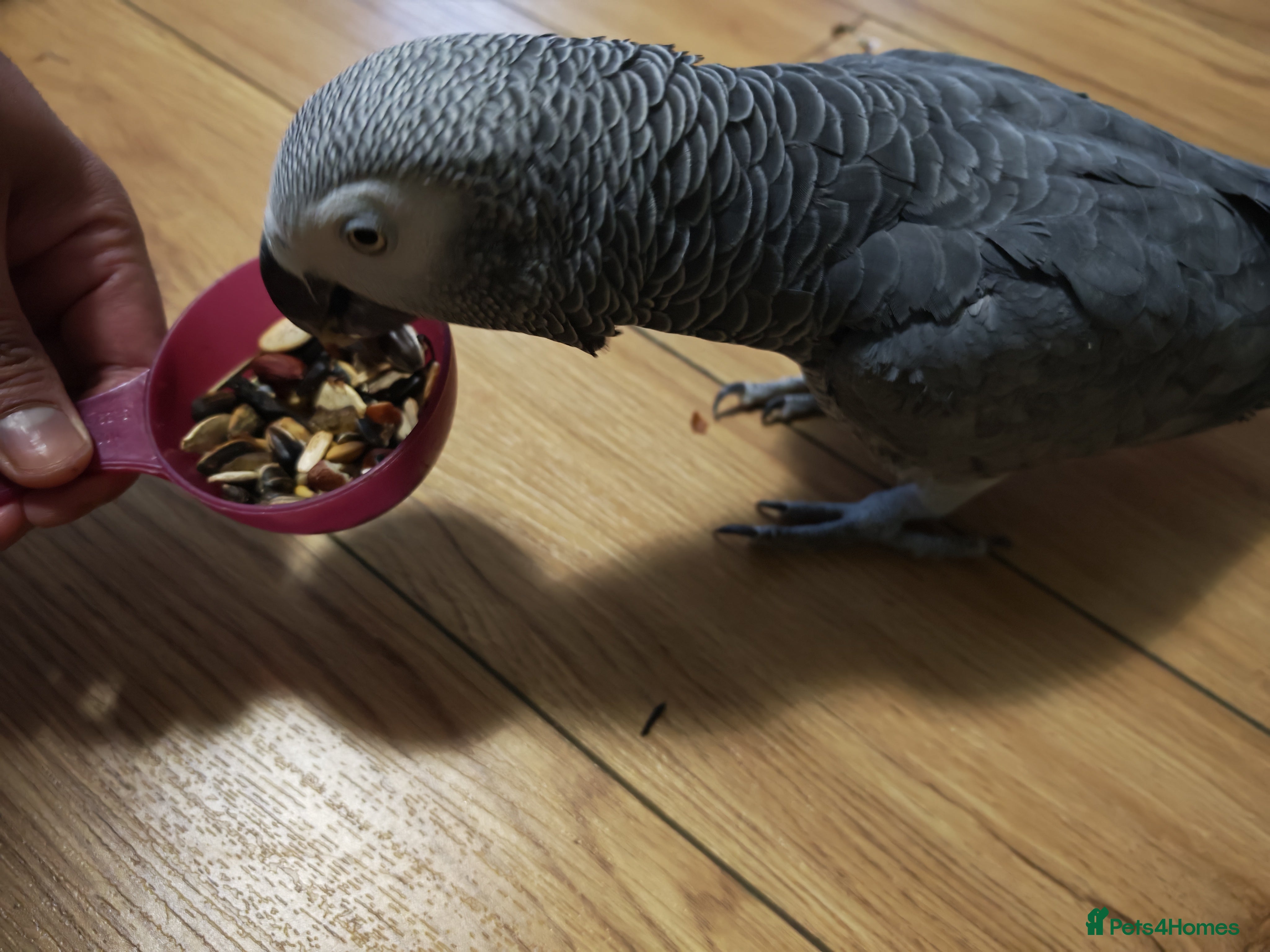 Parrots birds African grey parrot  - Advert 1