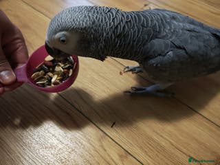 Parrots birds African grey parrot - Advert 1